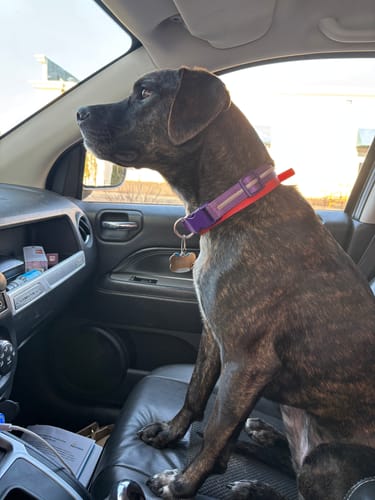 Customer photo review of FurLife™ - 8 Months Flea and Tick Collar for Dogs
