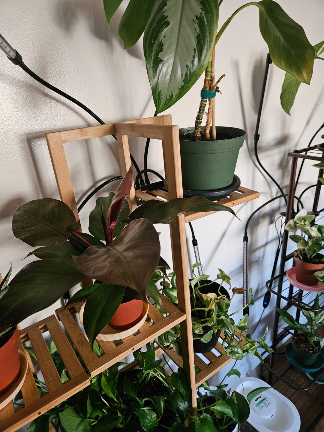 Customer photo review of Philodendron 'McColley's Finale'