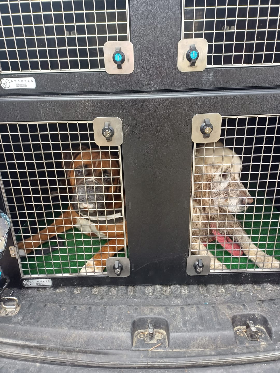 Customer photo review of Dog Van Kit | VW Caddy | 2013-Present | Double stack | DT VS1