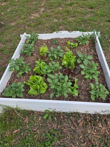 Customer photo review of Lettuce Mix