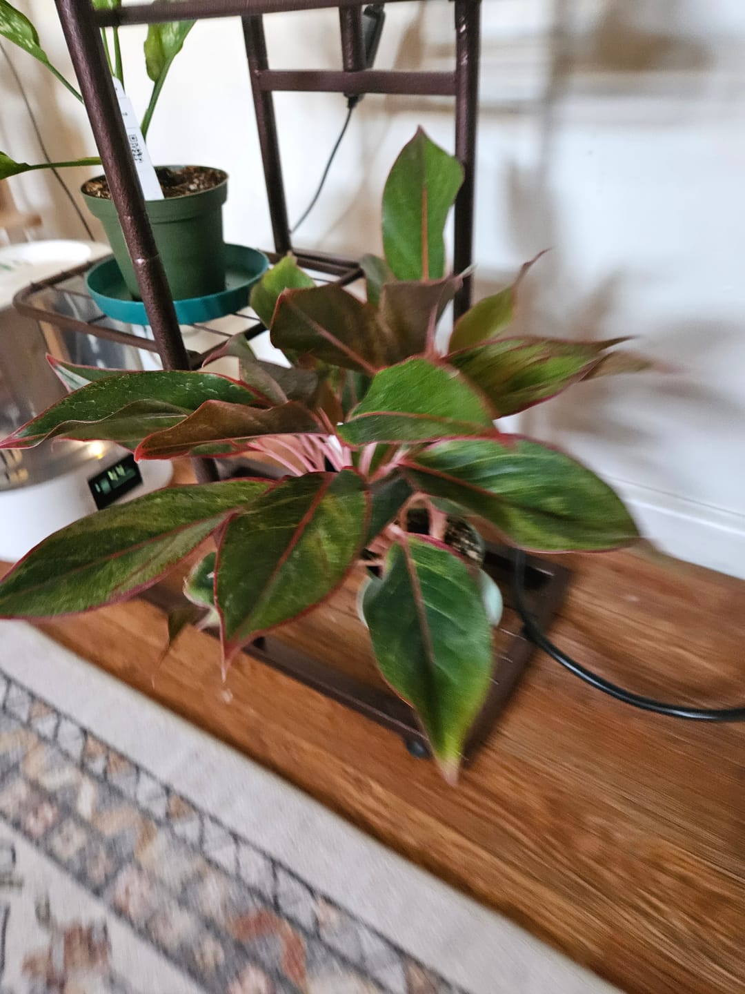 Customer photo review of Aglaonema 'Jasper Jones'