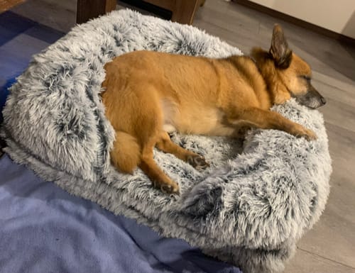 Customer photo review of PaWz Premium Pet Orthopaedic Bed