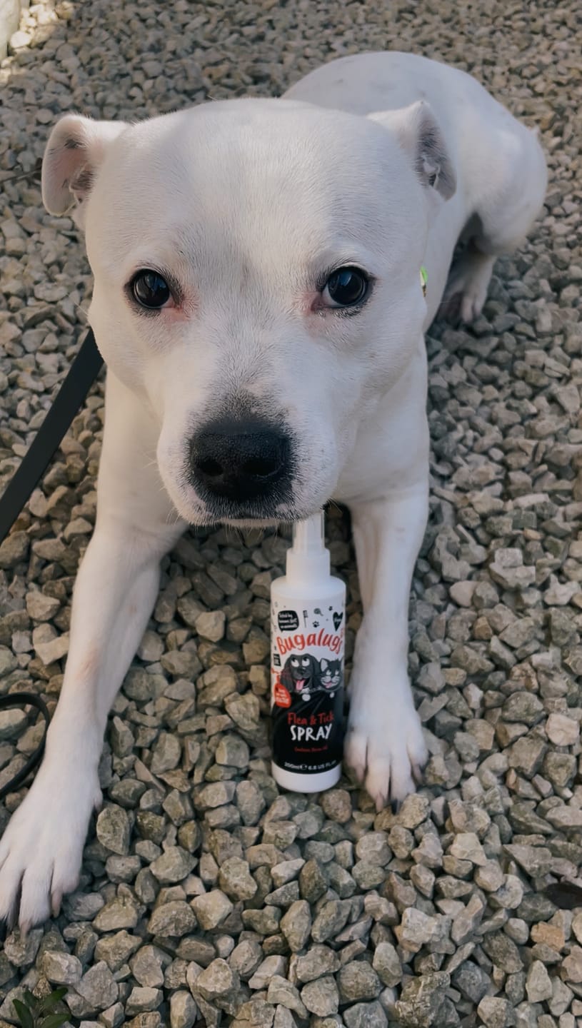 Customer photo review of Flea & Tick Spray with Neem Oil for Dogs & Cats