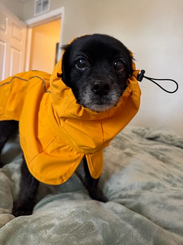 Customer photo review of Breatheshield™ Dog Raincoat - Mustard Yellow