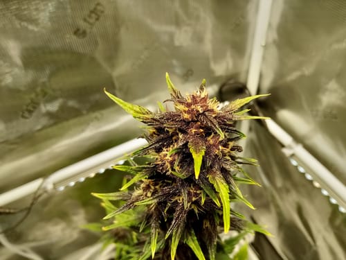 undefined review of Gaia Green Organic All Purpose Fertilizer 4-4-4 image 1 out of 1