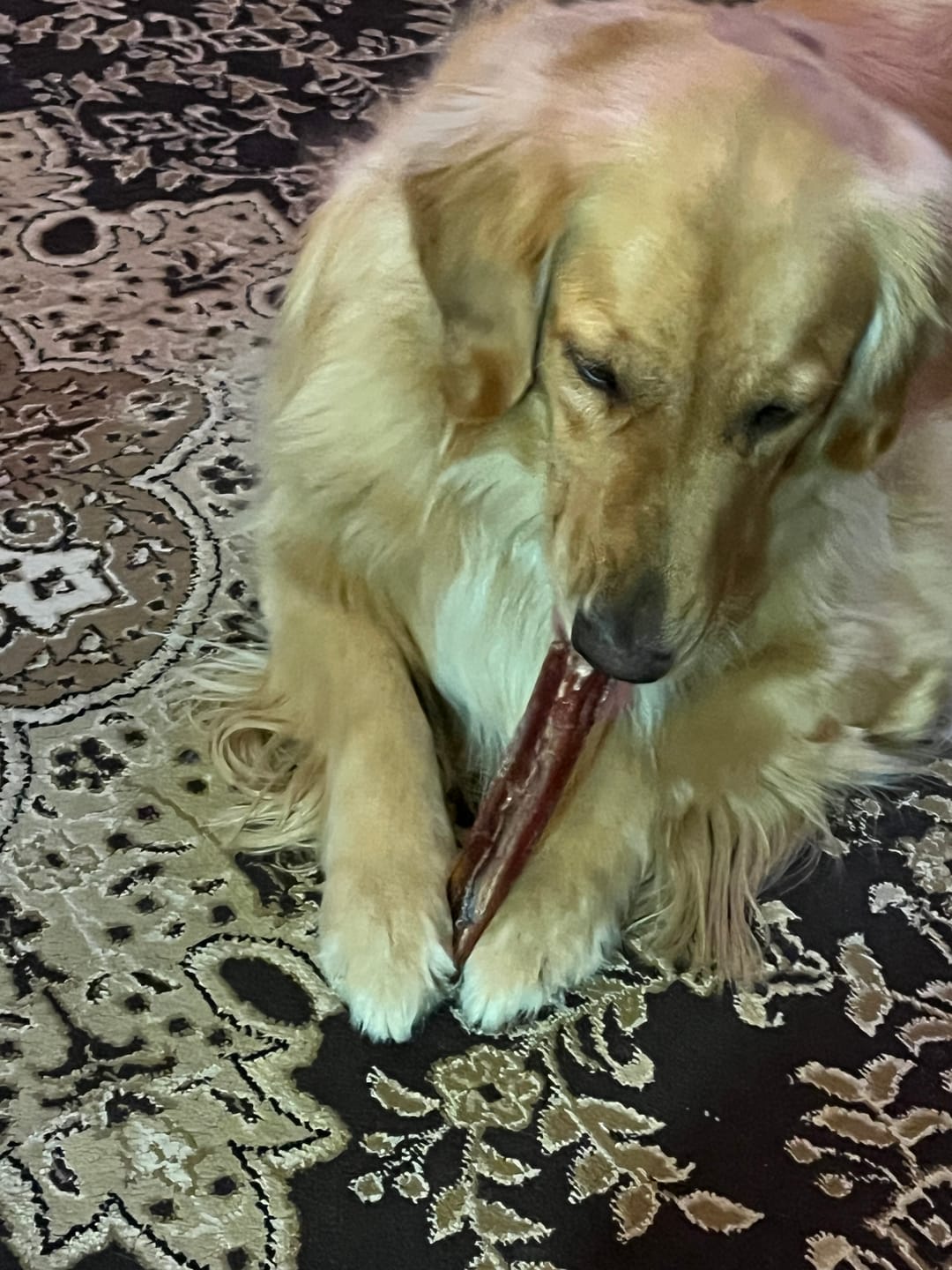Customer photo review of 6 Inch Power Bully Sticks