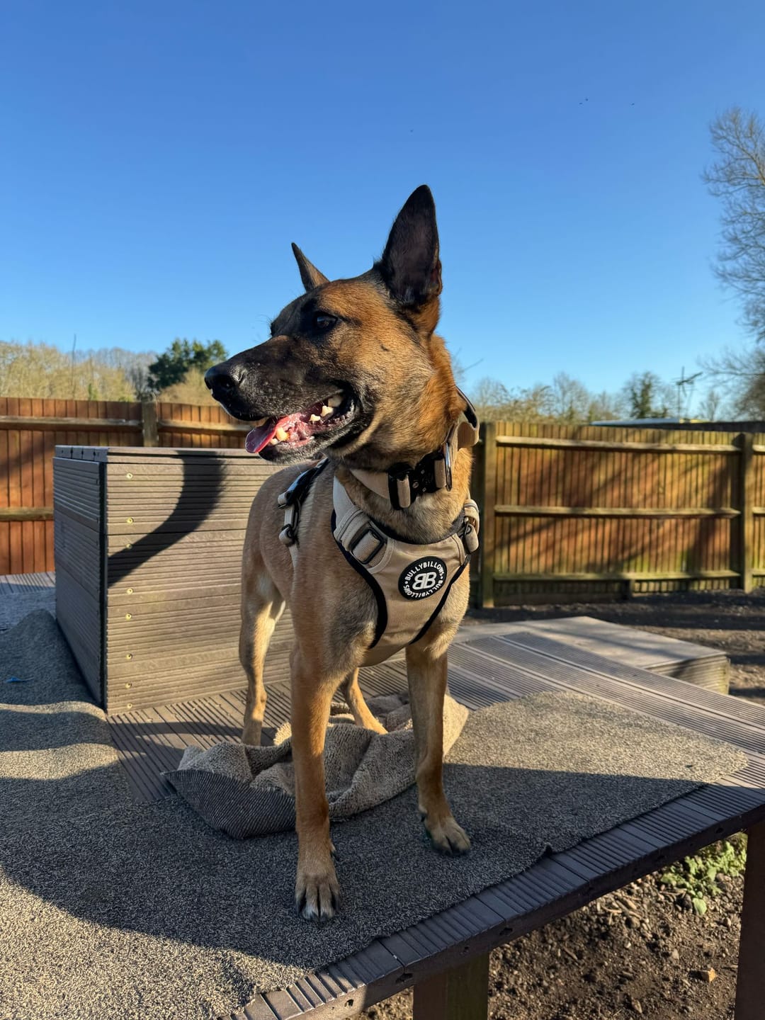 Customer photo review of Comfort Premium Harness | Non Restrictive - Tan