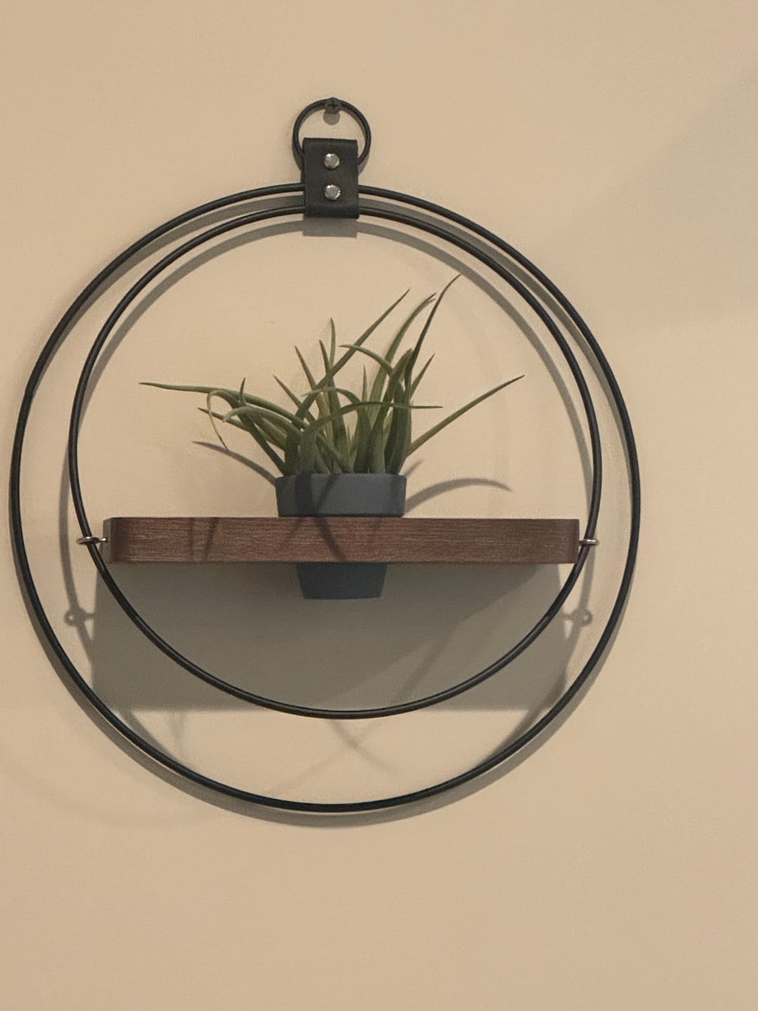 Customer photo review of Air Plant Shelf + Pot
