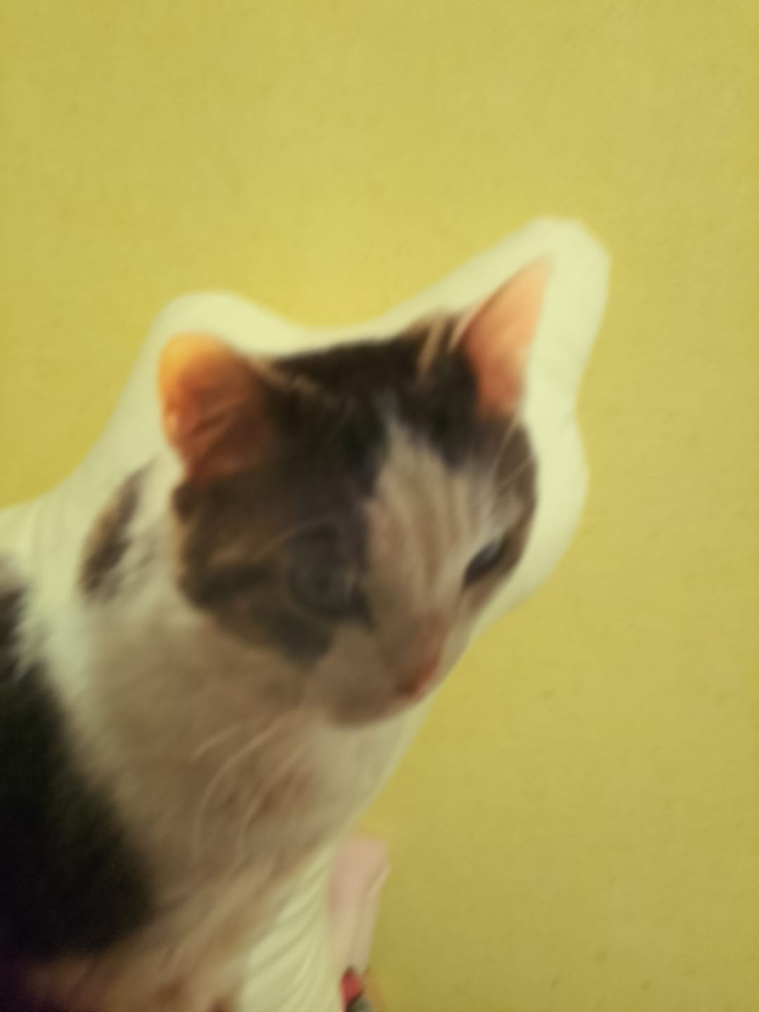 Customer photo review of Personalisiertes Katzenkissen