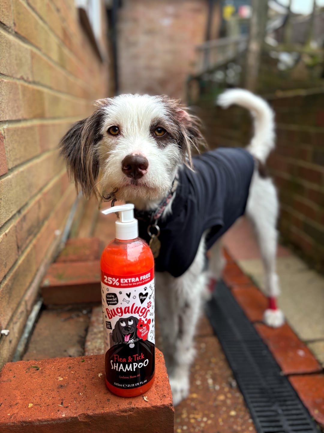 Customer photo review of Flea and Tick Dog Shampoo with Neem Oil