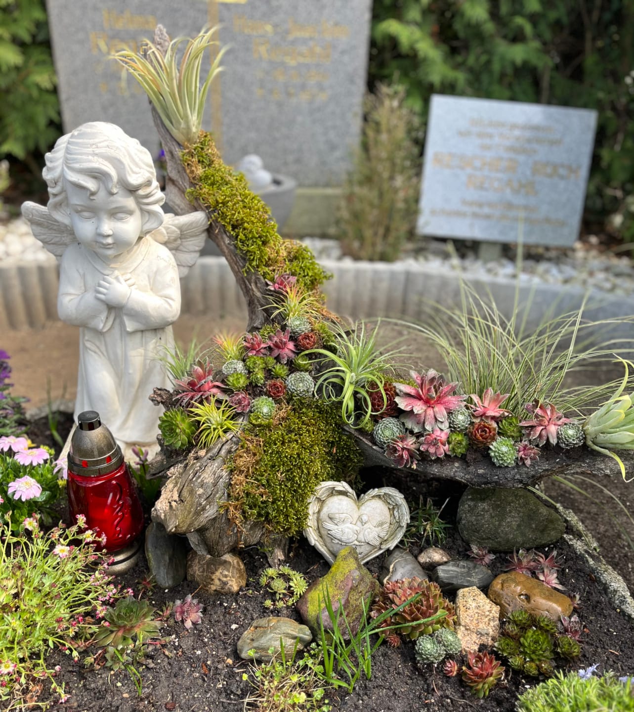 Customer photo review of Tillandsia "Curly Slim" - intermedia x streptohphylla