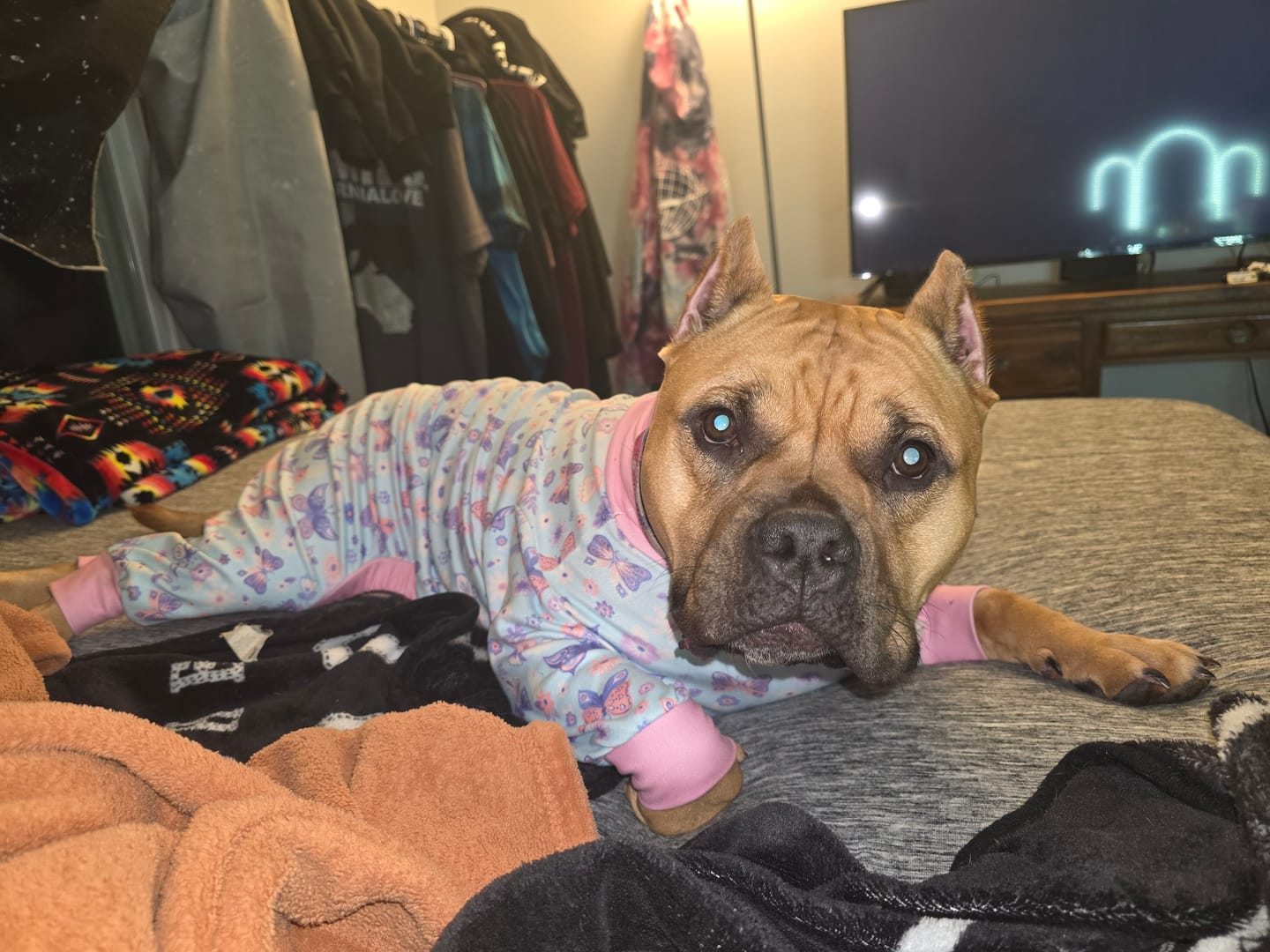 Customer photo review of Dog Pajama - Butterfly