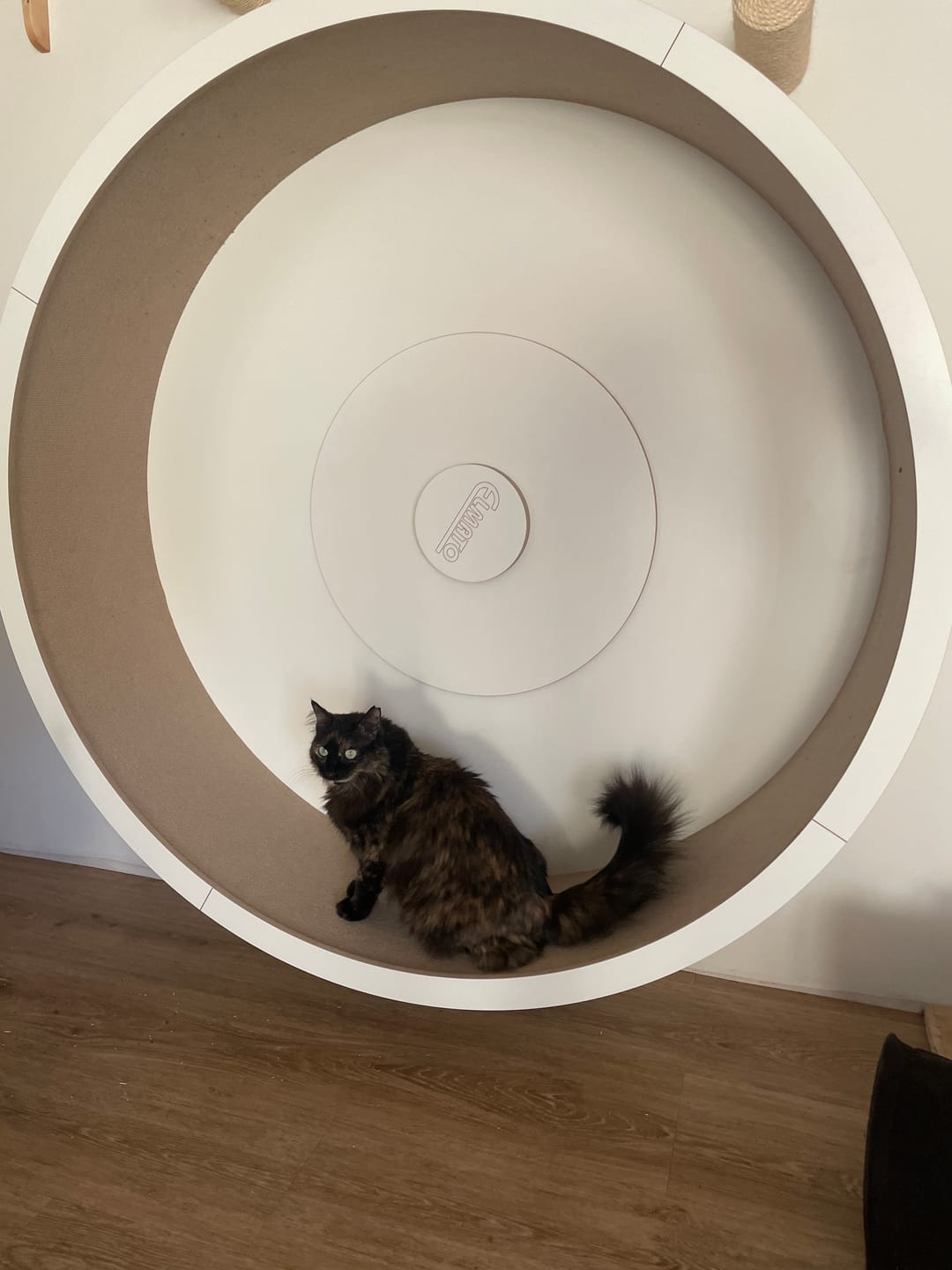 Customer photo review of Elmato Katzenlaufrad Rocky Wandlaufrad