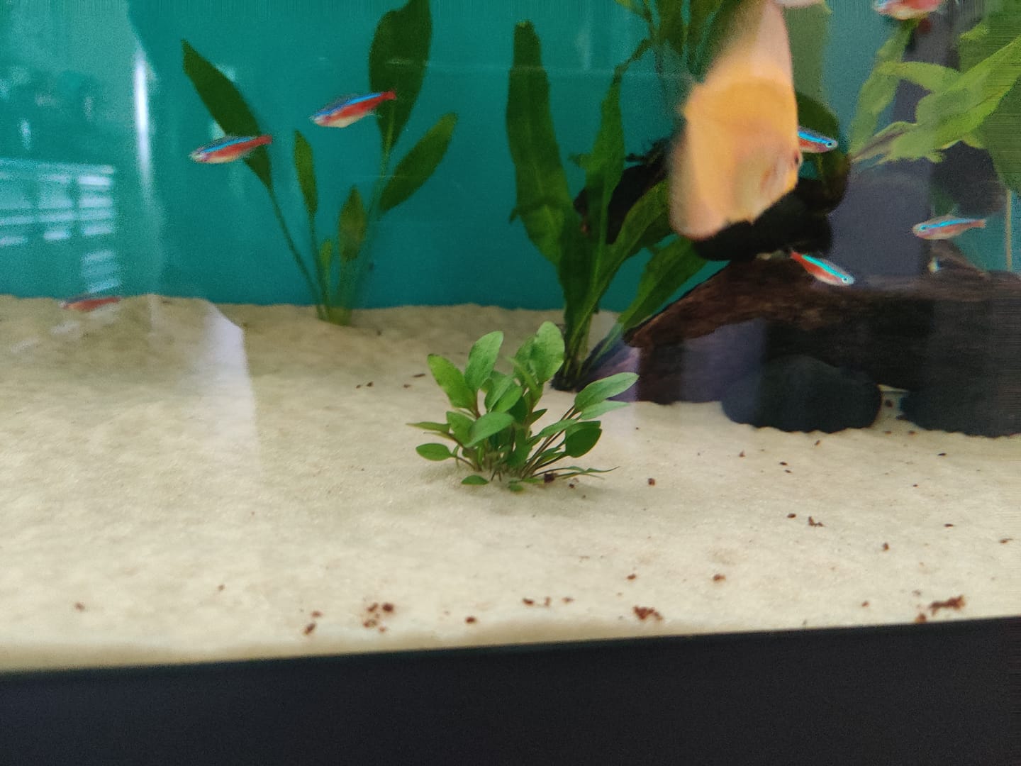 Customer photo review of Cryptocoryne Wendtii 'Green'