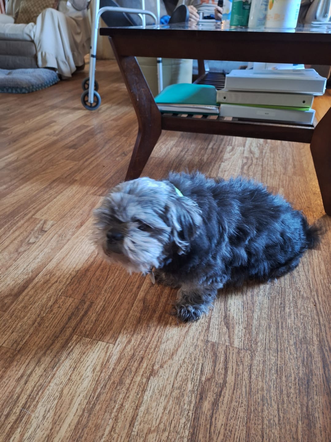 Customer photo review of Dog UTI & Kidney Support Remedy