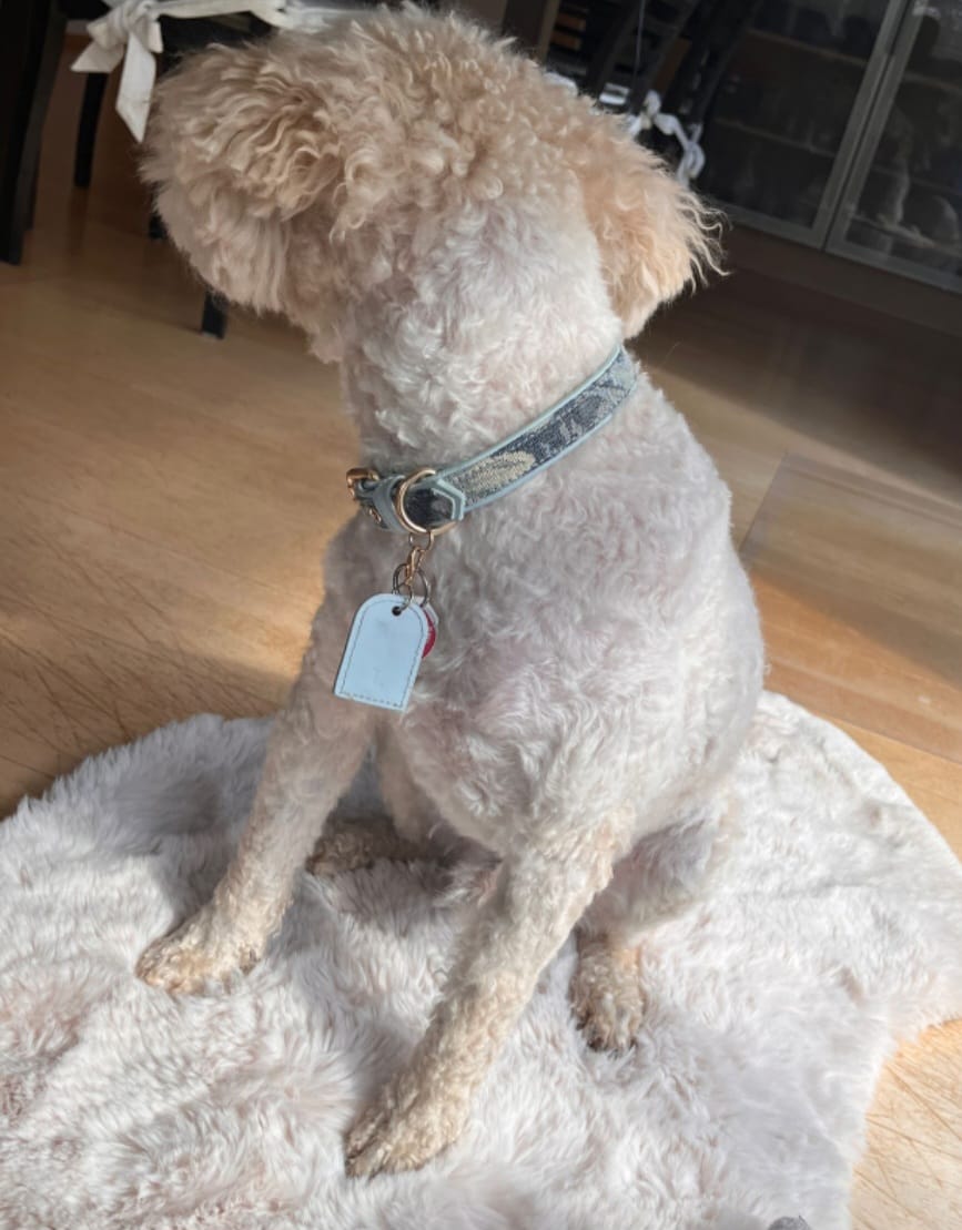 Customer photo review of Ace Blue Royal Collar