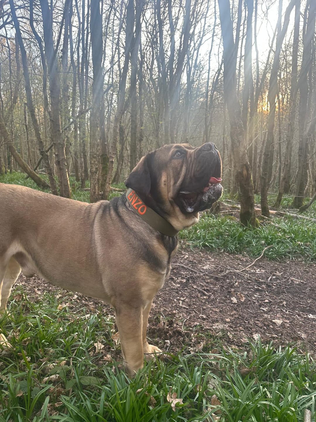 Customer photo review of 5cm Combat® Collar | With Handle & Secure Clip - Khaki