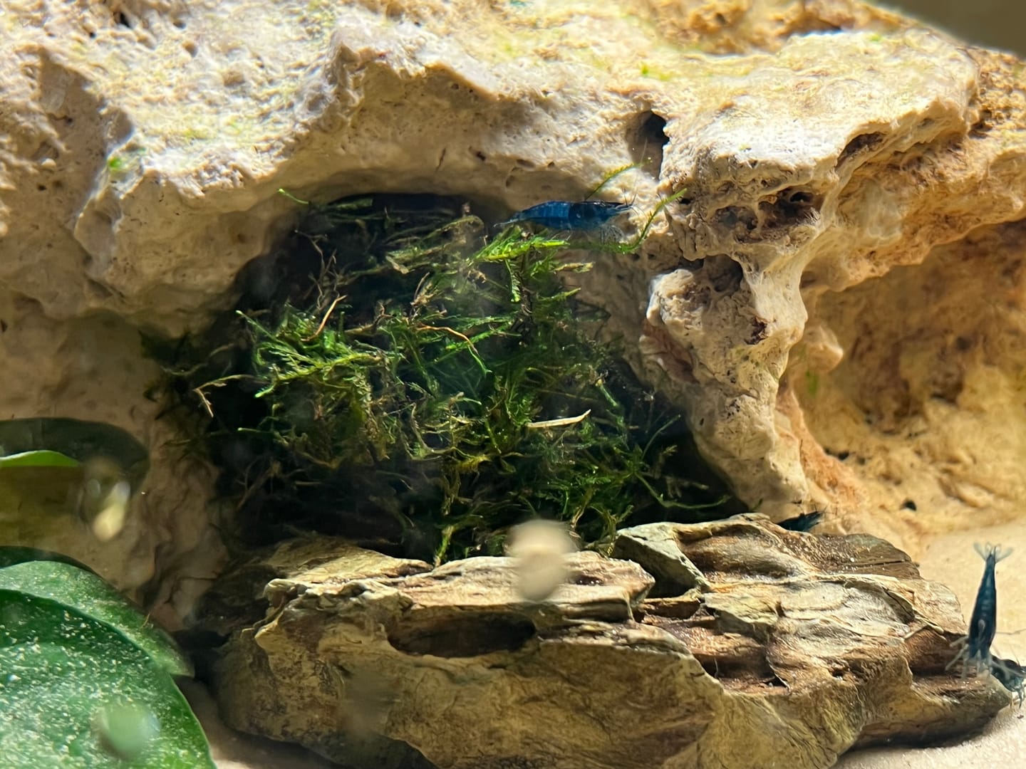 Customer photo review of Blue Dream Neocaridina Shrimp