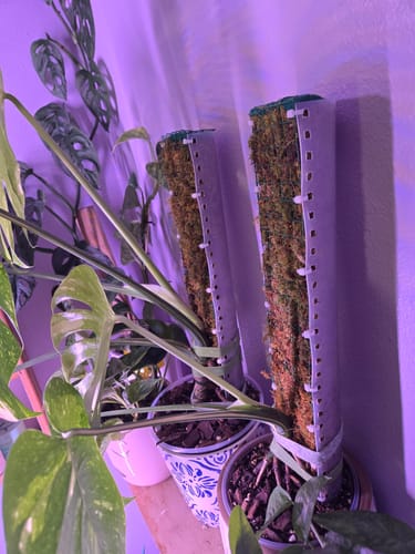Customer photo review of Fungus Gnat Death Drops