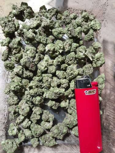 Customer photo review of Gorilla Glue THCA Flower