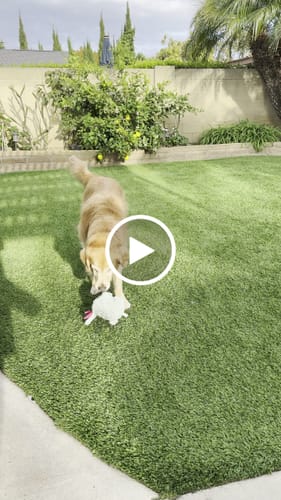 Customer video review of Golden Gravy