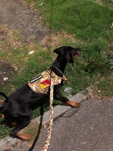 Customer photo review of Striker Military-Grade Tactical No-Pull Harness V4