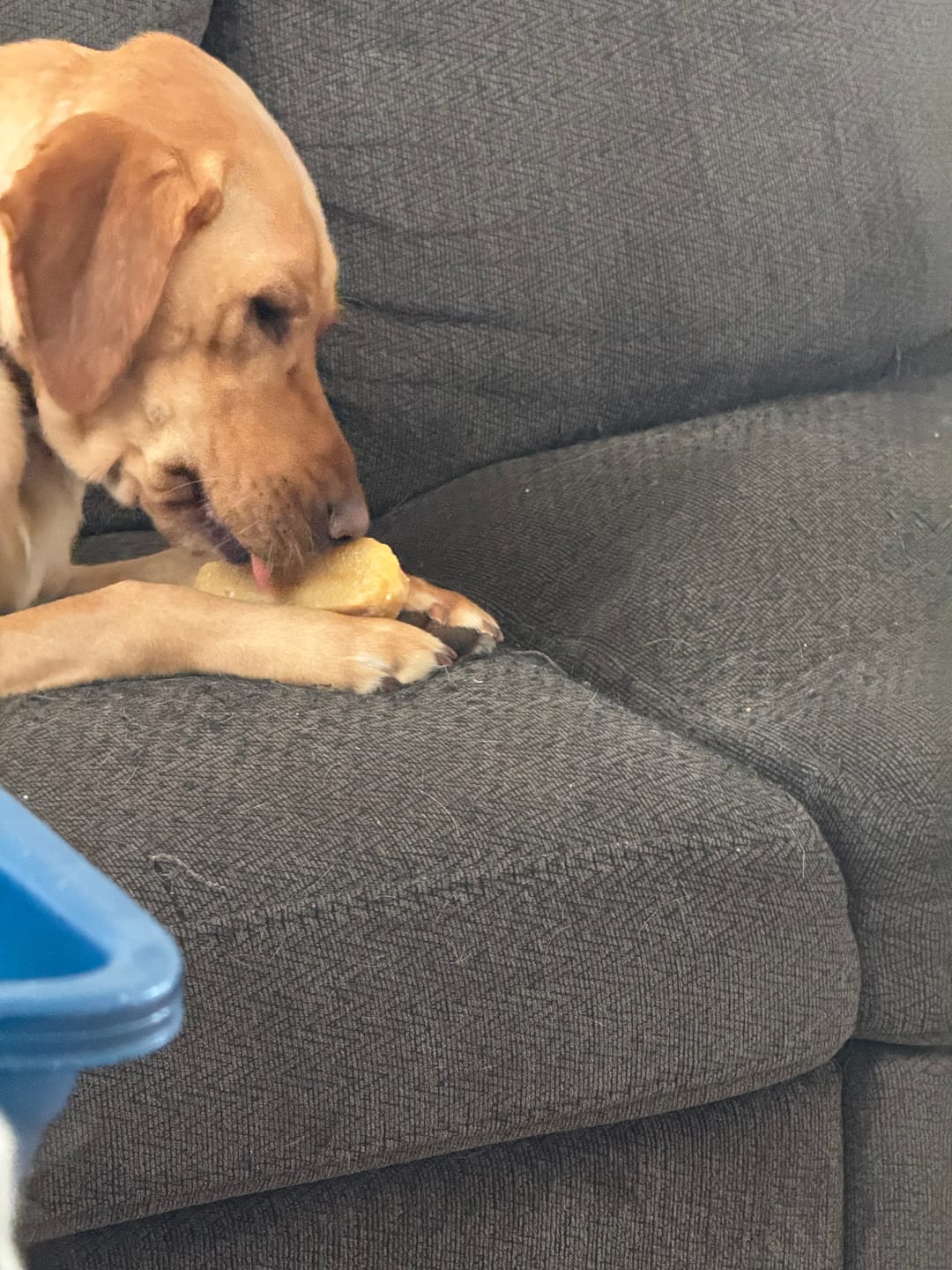 Customer photo review of Himalayan Yak Chew (MEDIUM)