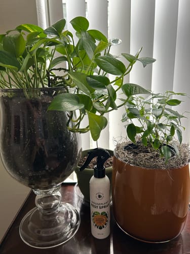 Customer photo review of Houseplant Pest Spray