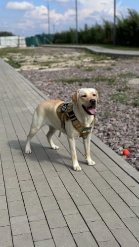 Customer photo review of Striker Military-Grade Tactical No-Pull Harness V4