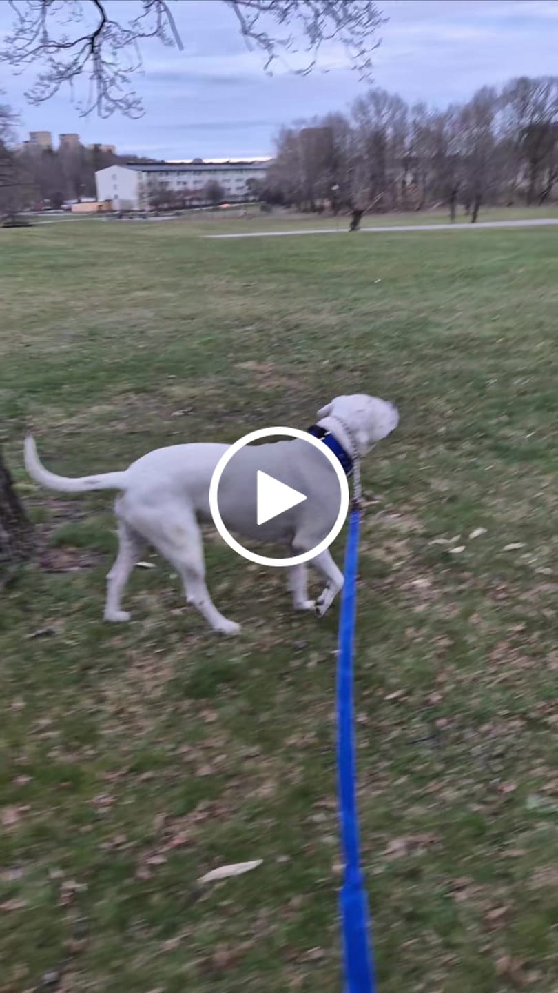 Customer video review of Walk Leash Blått - Säkert nylonkoppel i olika längder