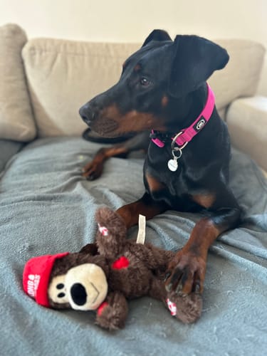 Customer photo review of 4cm Combat® Collar | Rated Clip - NO HANDLE - Magenta