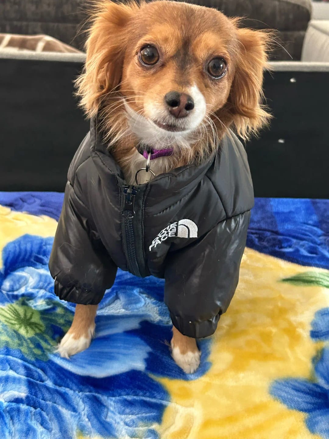 Customer photo review of The Dog Face Puffer Jacket