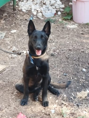 Customer photo review of 6-in-1 Full Tactical Set- Harness, collar, leash and mollie pouches