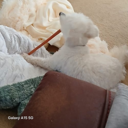 Customer photo review of Large Bully Sticks 11-12"