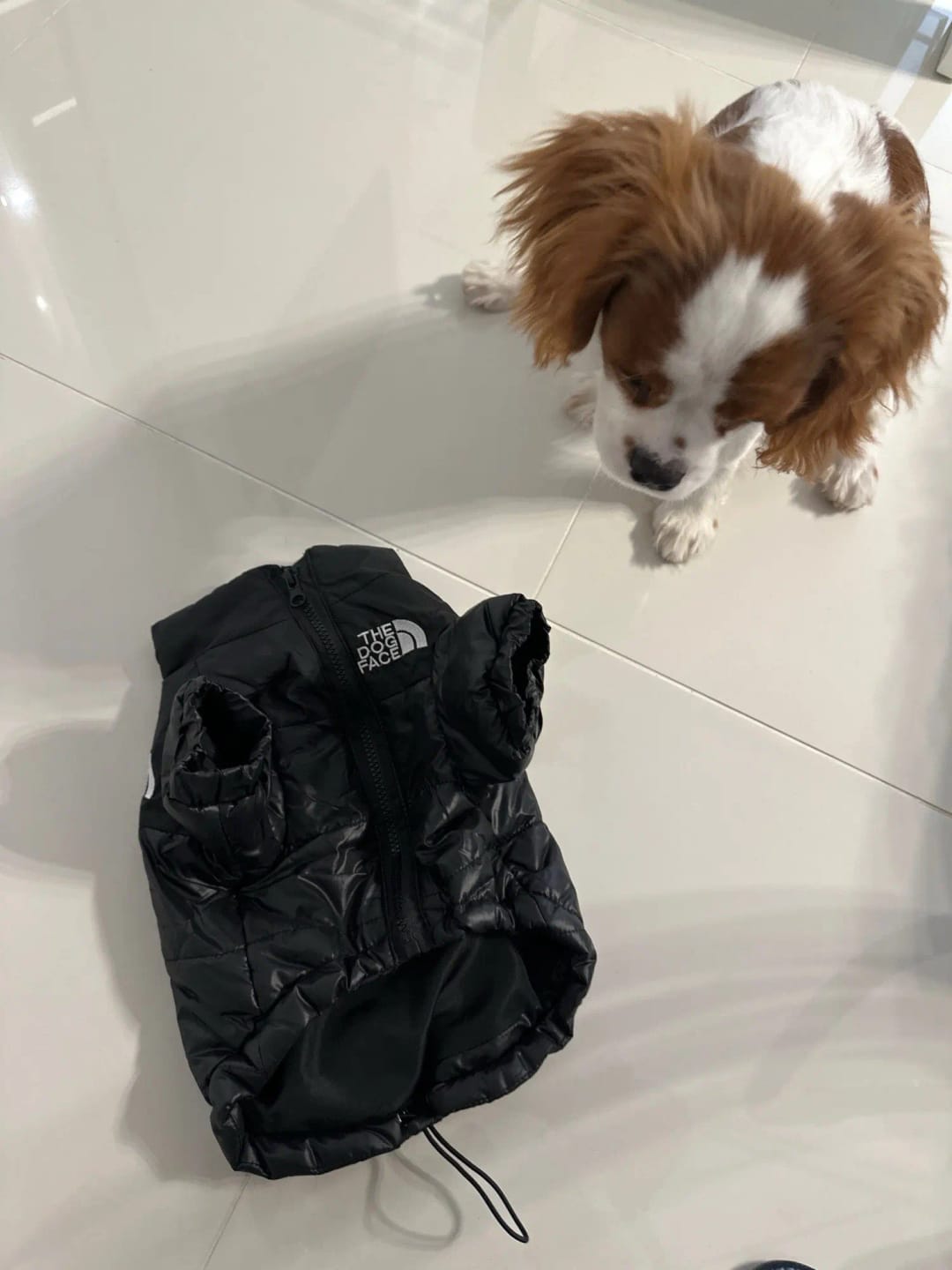 Customer photo review of The Dog Face Puffer Jacket