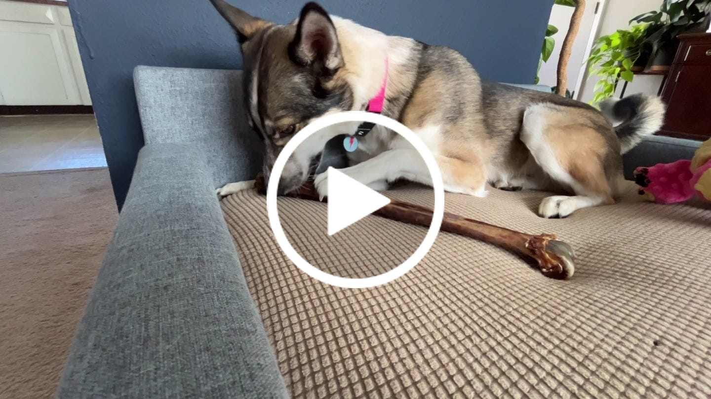 Customer video review of Power Chewer - Large Box