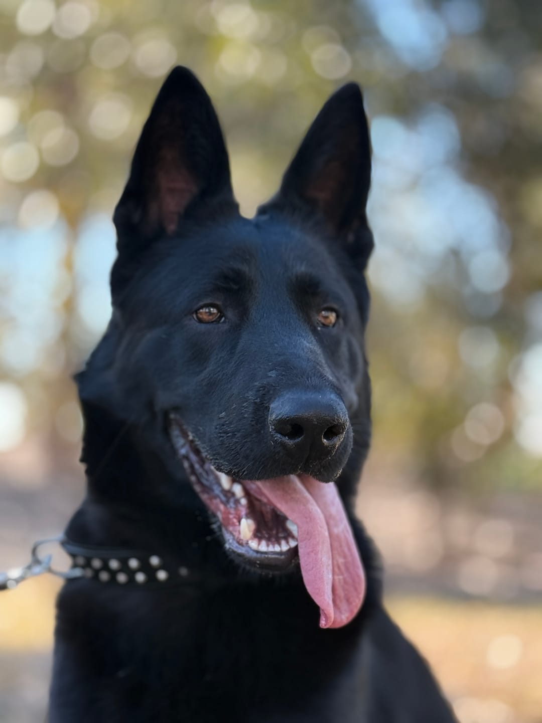 Customer photo review of Hand Made Leather Dog Collar- RuffNeck Black & Chrome (Regular Fit)