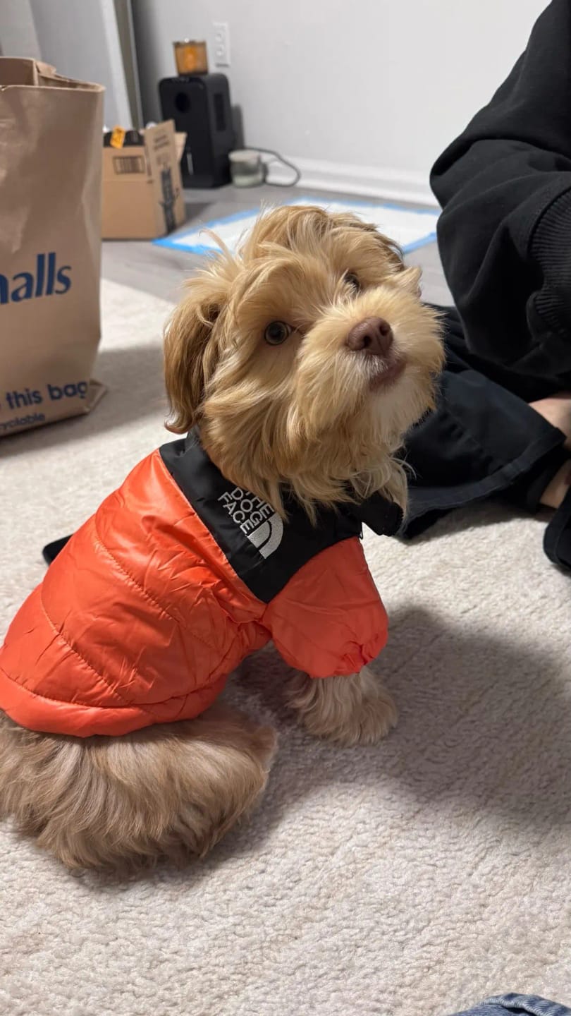 Customer photo review of The Dog Face Puffer Jacket