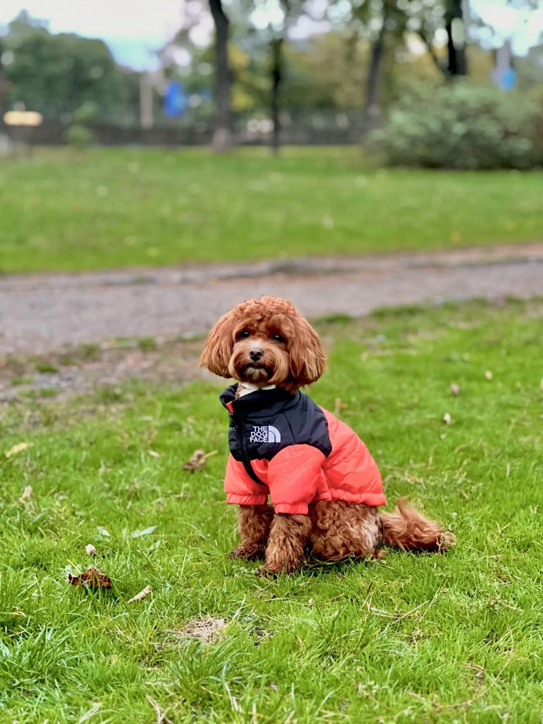 Customer photo review of The Dog Face Puffer Jacket