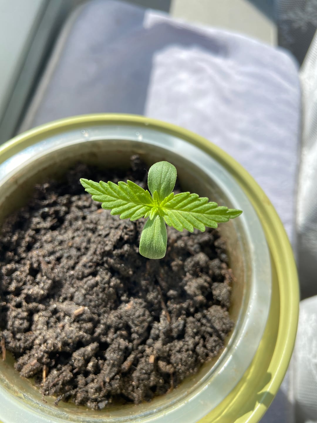 Customer photo review of Girl Scout Cookies feminisierte Cannabissamen – Exklusives Cali Weed kaufen für den Eigenanbau