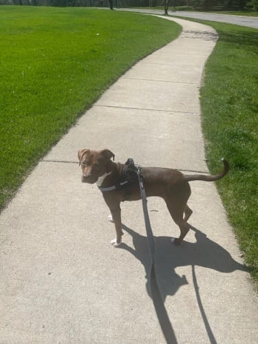 Customer photo review of Reflective No-Pull Personalized Harness