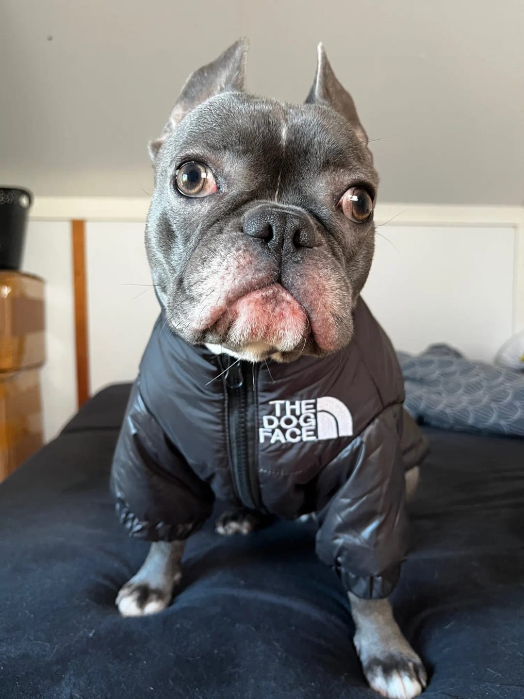 Customer photo review of The Dog Face Puffer Jacket