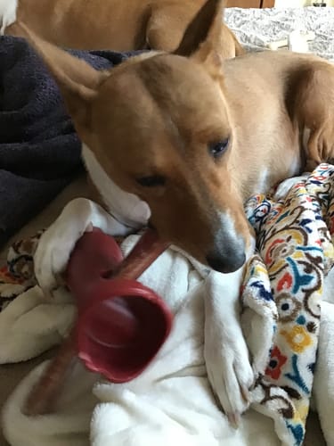 Customer photo review of Bully Stick Safety Holder
