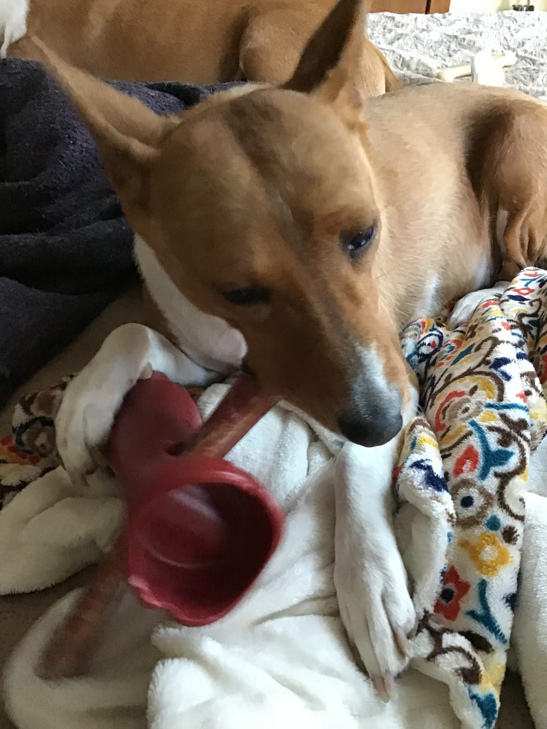 Customer photo review of Bully Stick Safety Holder