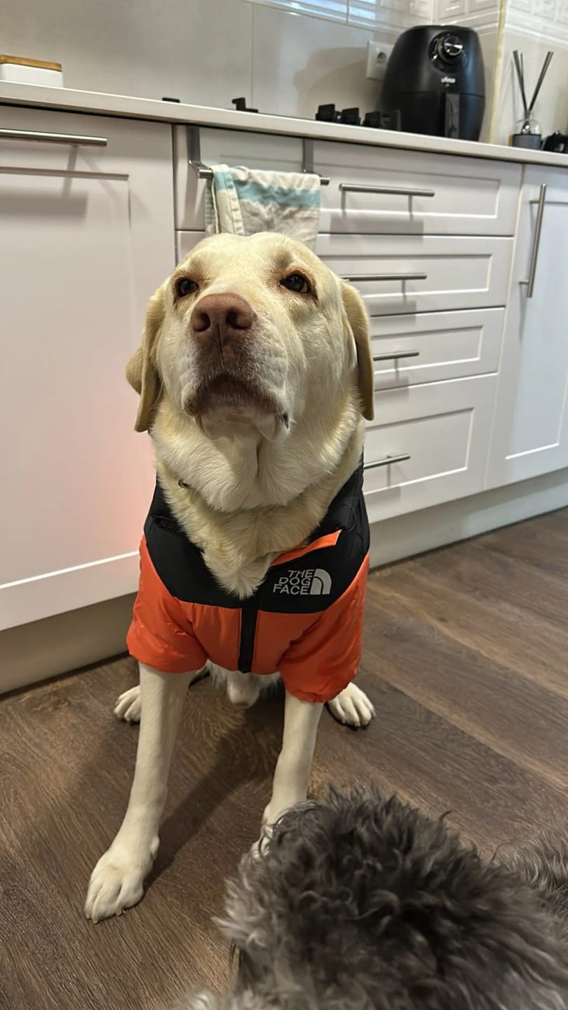 Customer photo review of The Dog Face Puffer Jacket