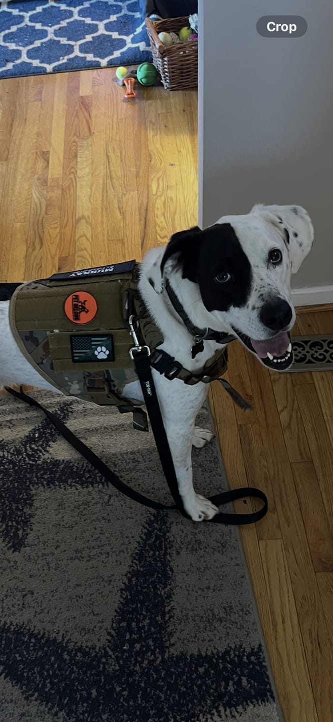 Customer photo review of Tactical No Pull Dog Harness v2