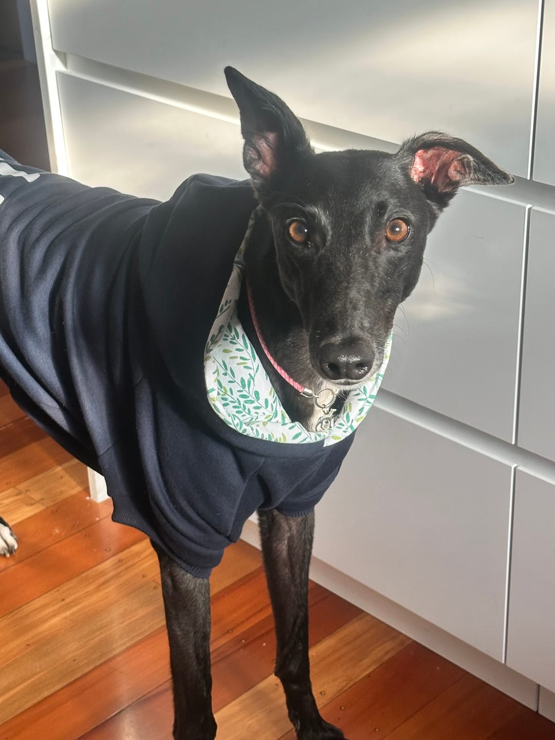 Customer photo review of Hoodie - Henry Dark Navy