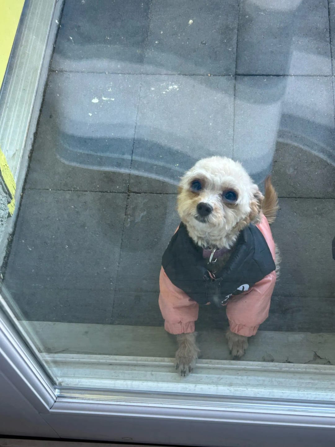Customer photo review of The Dog Face Puffer Jacket