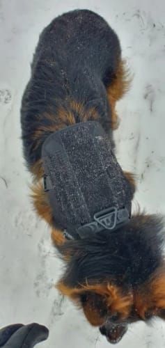Customer photo review of Striker Military-Grade Tactical No-Pull Harness V4