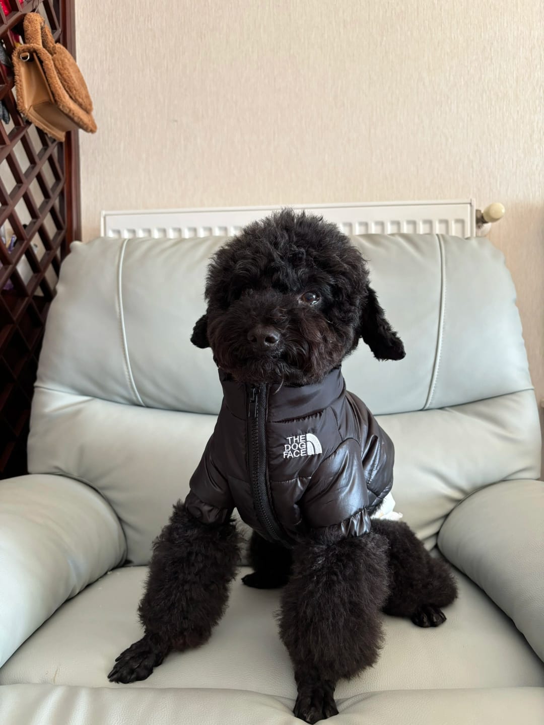 Customer photo review of The Dog Face Puffer Jacket